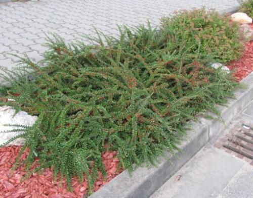 Горизонтальные растения. Виды кизильника