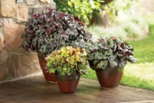 Зимостойкие растения в кадках. 10 РАСТЕНИЙ В ГОРШКАХ ЗИМОЙ