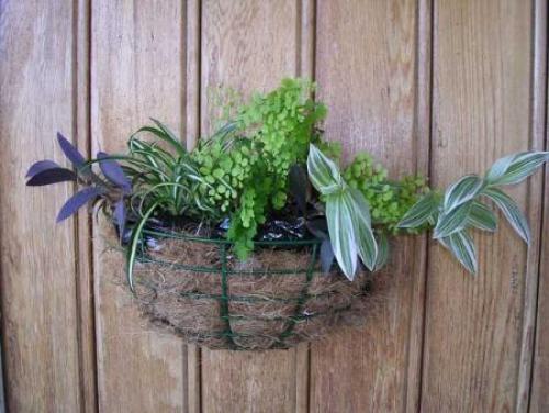Как сажать цветы в кашпо из кокосового волокна. Секреты кашпо из кокосового волокна