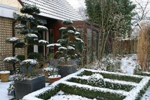 Зимостойкие растения в кадках. 10 РАСТЕНИЙ В ГОРШКАХ ЗИМОЙ