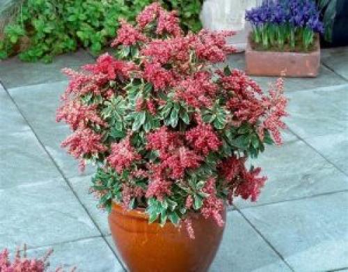 Зимостойкие растения в кадках. 10 РАСТЕНИЙ В ГОРШКАХ ЗИМОЙ