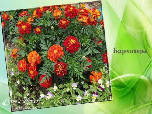 Лучшие однолетники цветущие всё лето для.. Красивые однолетники для клумбы цветущие все лето