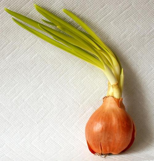 Как вырастить лук размером с яблоко. Головка лука будет размером с яблоко: важно следовать нескольким правилам еще при посеве семян 06