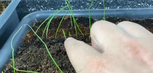 Как вырастить лук размером с яблоко. Головка лука будет размером с яблоко: важно следовать нескольким правилам еще при посеве семян 04