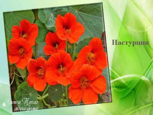 Лучшие однолетники цветущие всё лето для.. Красивые однолетники для клумбы цветущие все лето