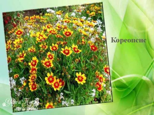 Лучшие однолетники цветущие всё лето для.. Красивые однолетники для клумбы цветущие все лето