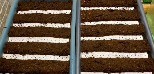 Как вырастить лук размером с яблоко. Головка лука будет размером с яблоко: важно следовать нескольким правилам еще при посеве семян 03