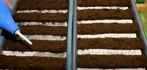 Как вырастить лук размером с яблоко. Головка лука будет размером с яблоко: важно следовать нескольким правилам еще при посеве семян 02