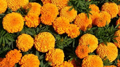 Редкие однолетние цветы. Лучшие однолетние цветы — неприхотливо односезонные цветы украшают ваш сад весь теплый сезон