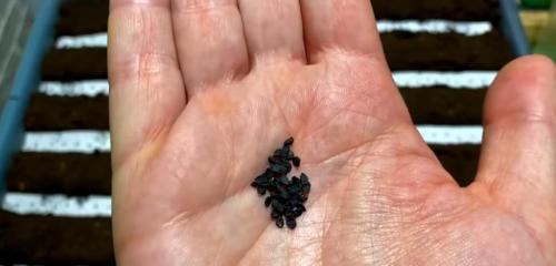 Как вырастить лук размером с яблоко. Головка лука будет размером с яблоко: важно следовать нескольким правилам еще при посеве семян 01