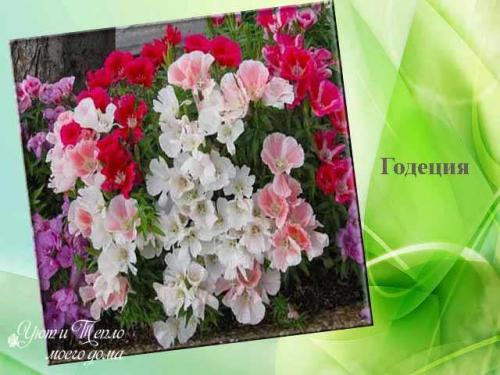 Лучшие однолетники цветущие всё лето для.. Красивые однолетники для клумбы цветущие все лето