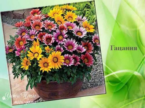 Лучшие однолетники цветущие всё лето для.. Красивые однолетники для клумбы цветущие все лето