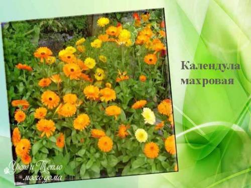 Лучшие однолетники цветущие всё лето для.. Красивые однолетники для клумбы цветущие все лето