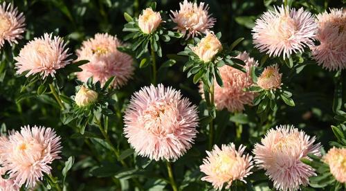 Лучшие однолетники цветущие всё лето для.. Красивые однолетники для клумбы цветущие все лето 13 Лучшие однолетники цветущие всё лето для.. Красивые однолетники для клумбы цветущие все лето 13