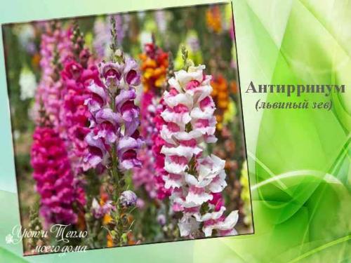 Лучшие однолетники цветущие всё лето для.. Красивые однолетники для клумбы цветущие все лето