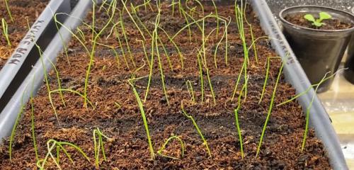 Как вырастить лук размером с яблоко. Головка лука будет размером с яблоко: важно следовать нескольким правилам еще при посеве семян 05