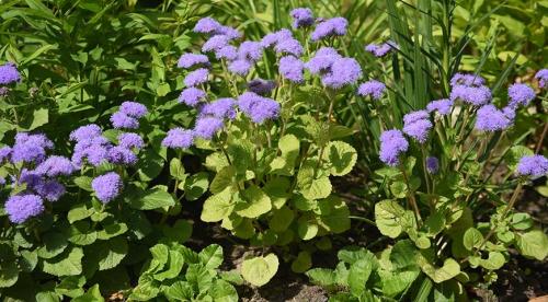 Лучшие однолетники цветущие всё лето для.. Красивые однолетники для клумбы цветущие все лето 09 Лучшие однолетники цветущие всё лето для.. Красивые однолетники для клумбы цветущие все лето 09