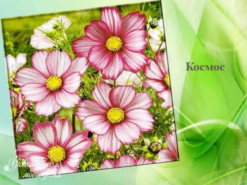 Лучшие однолетники цветущие всё лето для.. Красивые однолетники для клумбы цветущие все лето