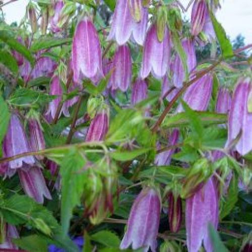 Солнцелюбивые кустарники. Что посадить на солнечную сторону, какой кустарники. Цветник из солнцелюбивых многолетников