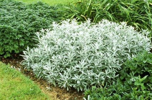 Солнцелюбивые кустарники. Что посадить на солнечную сторону, какой кустарники. Цветник из солнцелюбивых многолетников