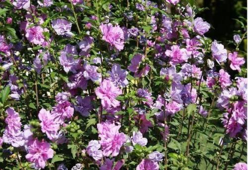 Низкорослые кустарники для бордюров. Красивоцветущие живые изгороди: бордюры