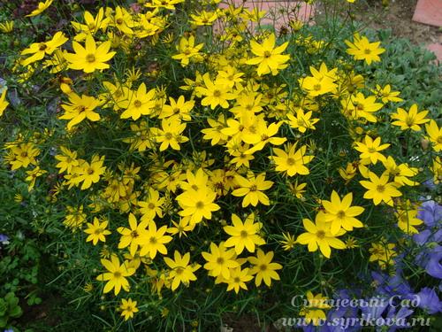 Солнцелюбивые кустарники. Что посадить на солнечную сторону, какой кустарники. Цветник из солнцелюбивых многолетников