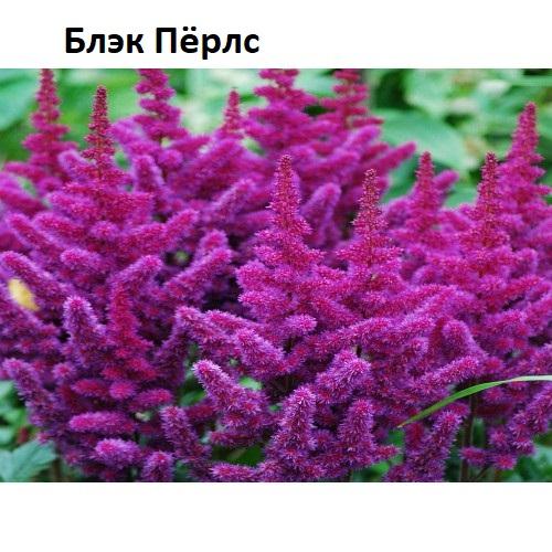 50 лучших цветов для дачи в 2022 году. Поделиться 1 2021-09-02 18:00:53