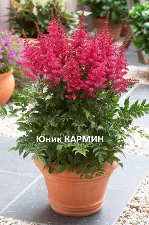 50 лучших цветов для дачи в 2022 году. Поделиться 1 2021-09-02 18:00:53