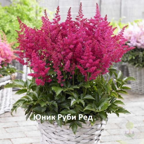 50 лучших цветов для дачи в 2022 году. Поделиться 1 2021-09-02 18:00:53