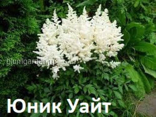 50 лучших цветов для дачи в 2022 году. Поделиться 1 2021-09-02 18:00:53