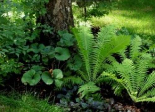 Что посадить в сухую тень. Цветник в сухой тени