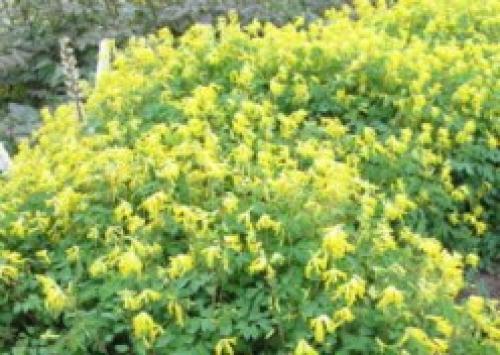 Цветник в царстве тени. Цветники, как вариант оформления притененных мест регулярного сада 02