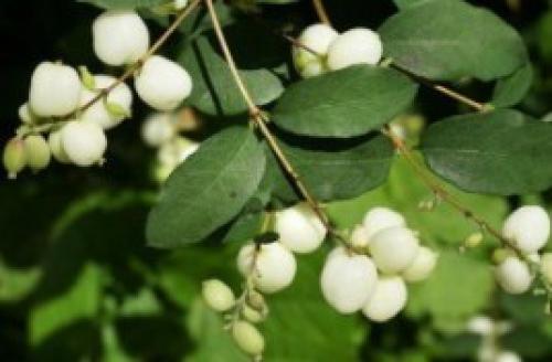 Что посадить в сухую тень. Цветник в сухой тени