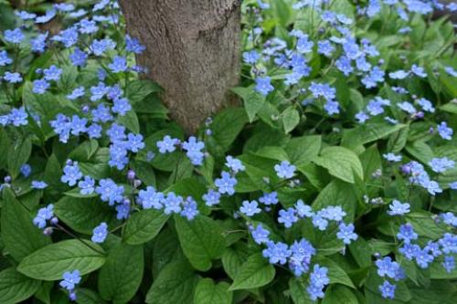 Что посадить в сухую тень. Цветник в сухой тени