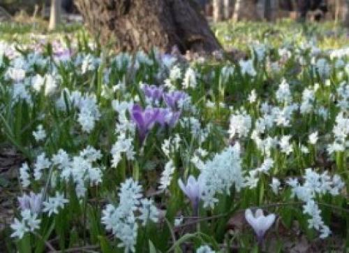 Что посадить в сухую тень. Цветник в сухой тени