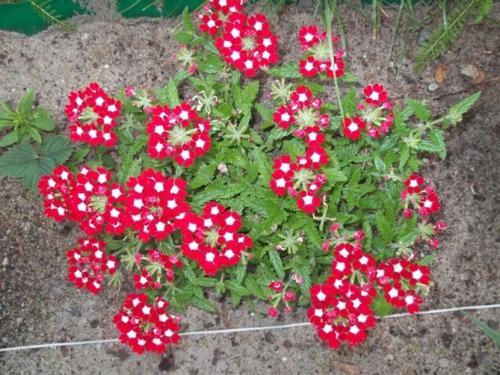 Однолетние низкорослые цветы для бордюра. Цветущие все лето низкорослые цветы для клумбы, фото и названия