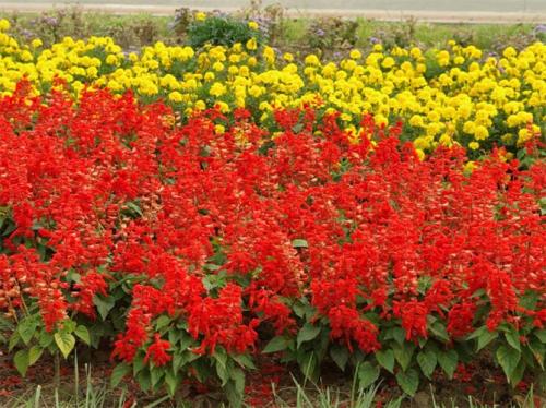 Однолетние низкорослые цветы для бордюра. Цветущие все лето низкорослые цветы для клумбы, фото и названия