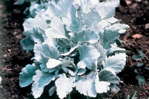 Обзор низкорослых бордюрных многолетних растений. Особенности 23