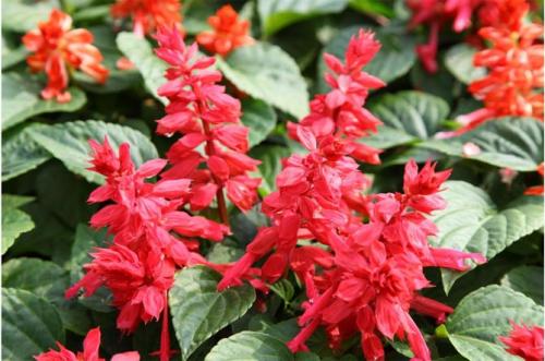 Однолетние низкорослые цветы для бордюра. Цветущие все лето низкорослые цветы для клумбы, фото и названия