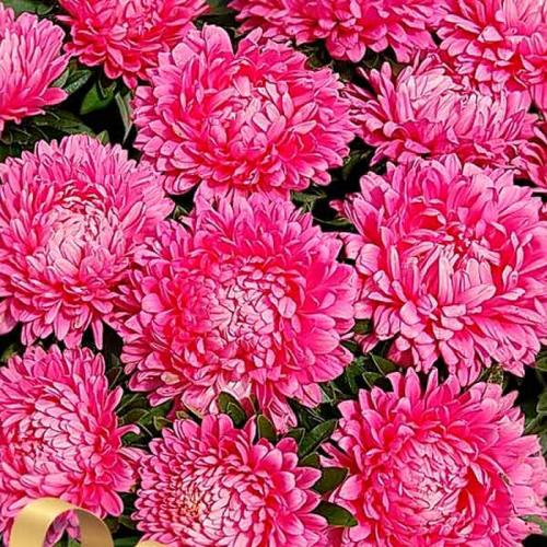 Вечнозеленые бордюрные растения. Какие бордюрные цветы и растения (60 фото) посадить вдоль садовых дорожек