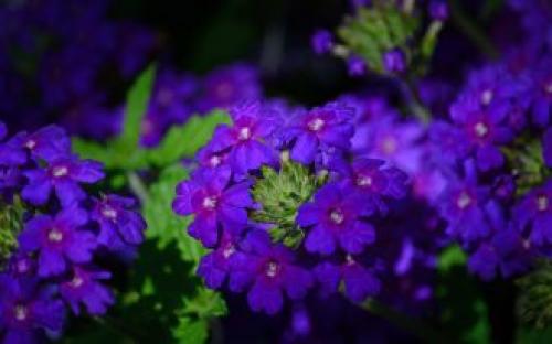 Вечнозеленые бордюрные растения. Какие бордюрные цветы и растения (60 фото) посадить вдоль садовых дорожек