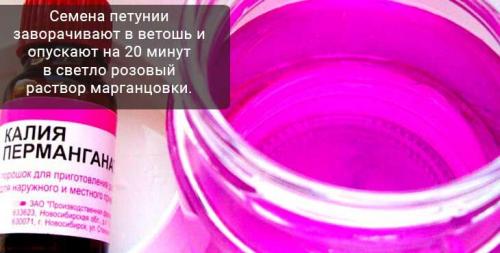 Когда сеять петунию на рассаду в 2022 году украина. Выращивание из семян в домашних условиях –, как и когда сеять