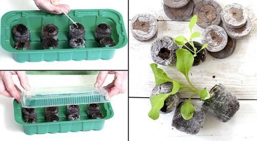 Лунный календарь посева и выращивания петунии в 2022 году. Посадка петунии на рассаду по Лунному календарю в 2022 году 08 Лунный календарь посева и выращивания петунии в 2022 году. Посадка петунии на рассаду по Лунному календарю в 2022 году 08