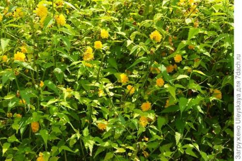 Растения для бордюра и невысокой изгороди. Красивоцветущие живые изгороди: бордюры