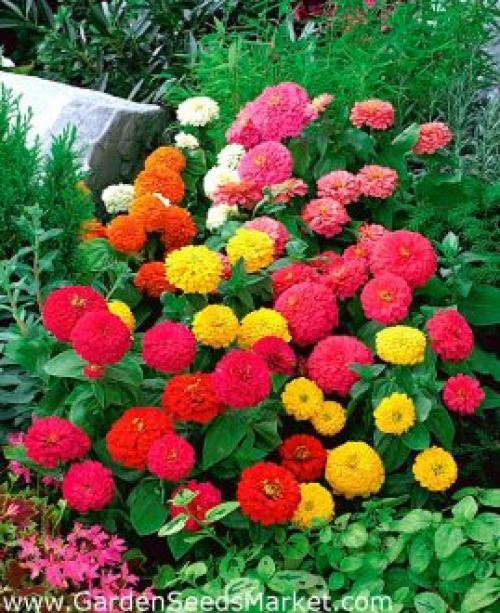 Живой бордюр вдоль дорожек. Какие бордюрные цветы и растения (60 фото) посадить вдоль садовых дорожек