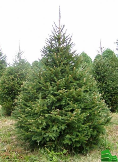 Дешевая живая изгородь. Какие растения выбрать для живой изгороди