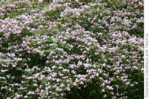 Растения для бордюра и невысокой изгороди. Красивоцветущие живые изгороди: бордюры