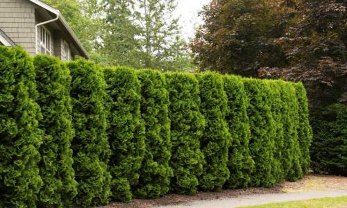 Морозостойкие кустарники для живой изгороди. 8 морозоустойчивых кустарников для живой изгороди