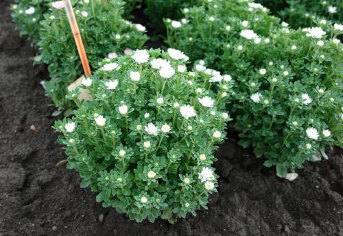 Живой бордюр вдоль дорожек. Какие бордюрные цветы и растения (60 фото) посадить вдоль садовых дорожек