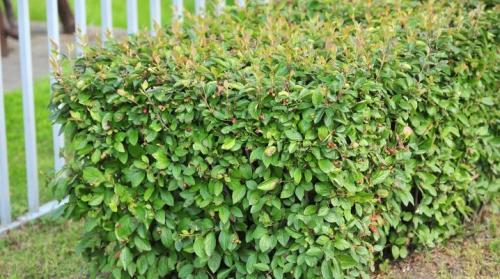 Кизильник для бордюра. Кизильник блестящий и особенности его выращивания